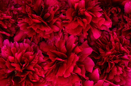 RED CHARM - Image 5