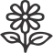 Icon Peonie