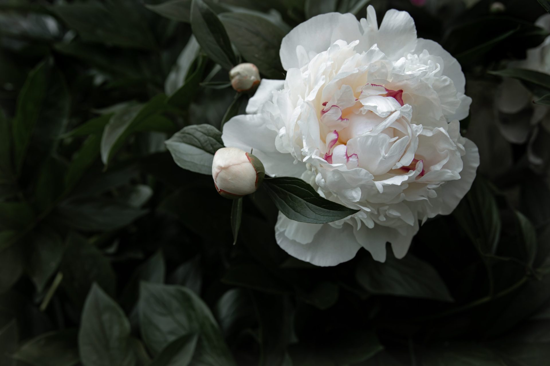 GARDENIA - Image 4