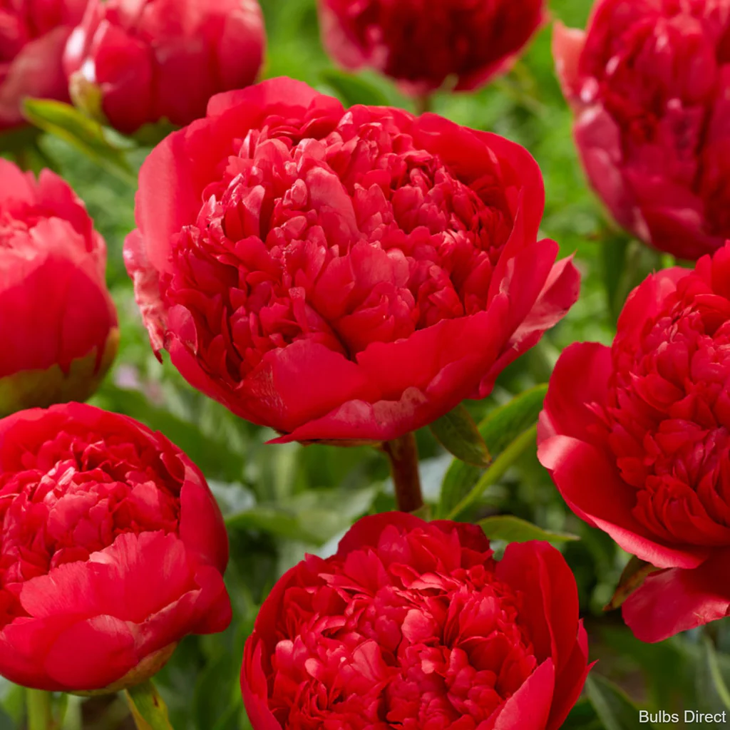 RED CHARM - Image 4