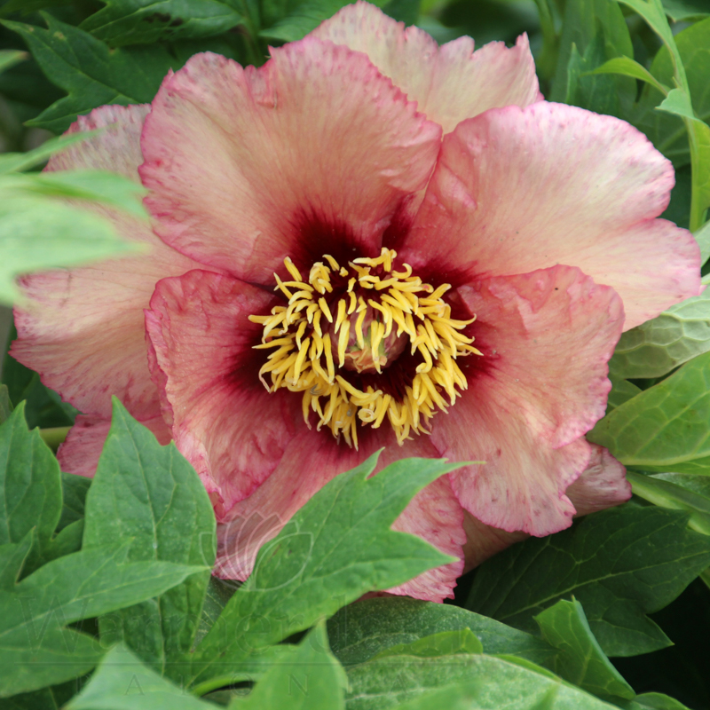 TREE PEONY NIKE - Image 3