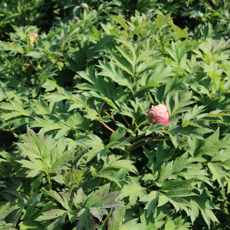 TREE PEONY NIKE - Image 5