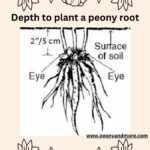 how to plant a peony root south africa