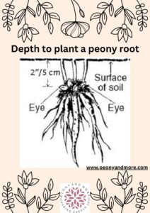 how to plant a peony root south africa